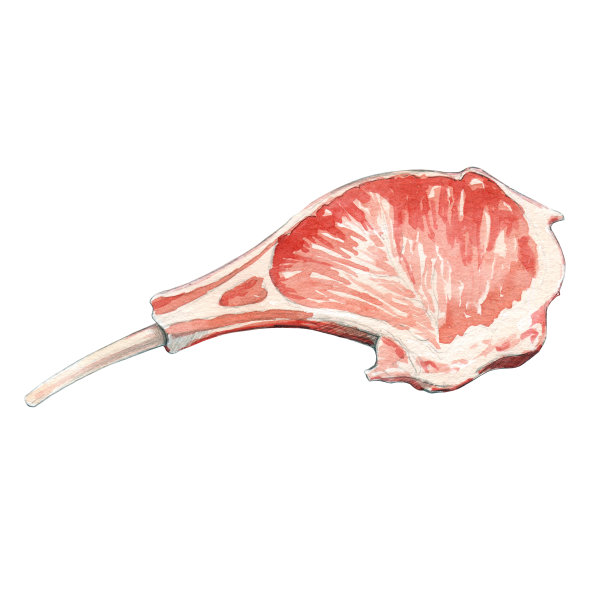 生肋肉水彩插图在白色背景孤立图片下载