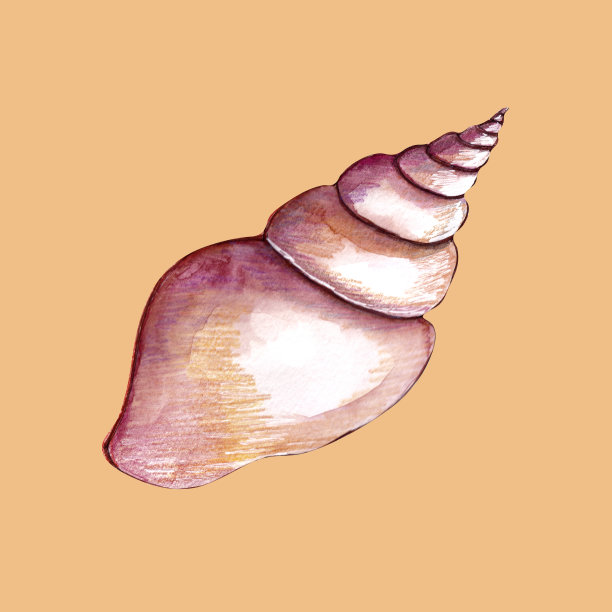 淡紫色贝壳图片下载