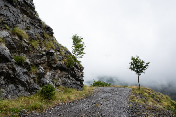 高高的山路上的一棵孤独的树图片下载