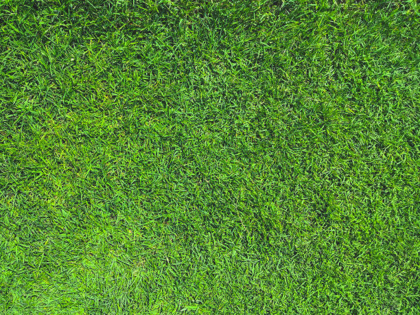绿草纹理背景俯视图。图片下载