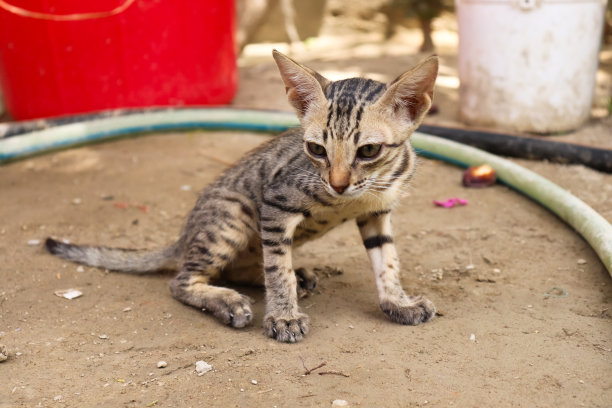 天真可爱的棕色小猫在陆地上睡觉-(动物猫照片)图片下载