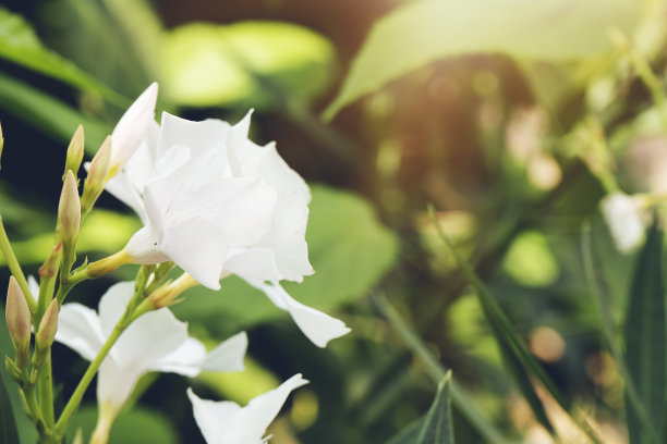 樱花盛开的宏近。选择性的集中在雄蕊上。春天的背景图片下载