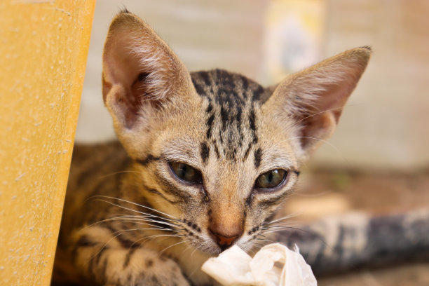 天真可爱的棕色小猫在陆地上睡觉-(动物猫照片)图片下载