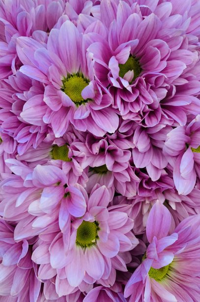 紫色的雏菊花接近背景图案图片下载