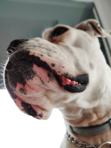 拳师犬低角度视图图片下载