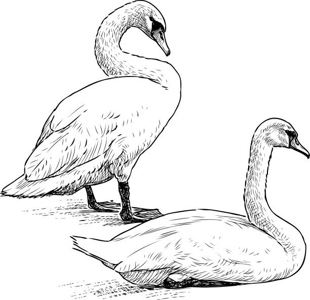 一对白天鹅在湖边休息图片下载