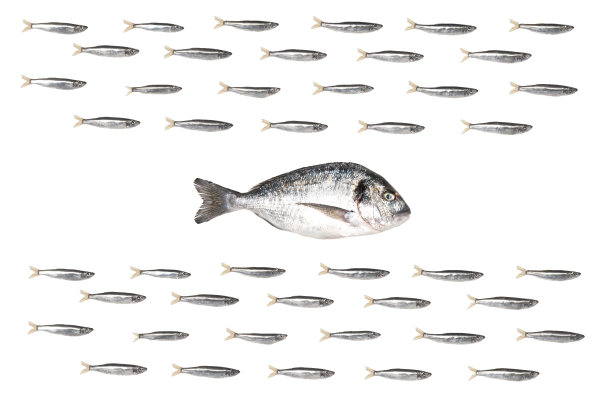 鱼类的群体。领队在另一条泳道游泳。图片下载