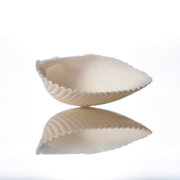 软体动物壳图片下载