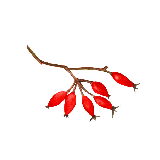 有红色浆果的树枝。水彩图片下载