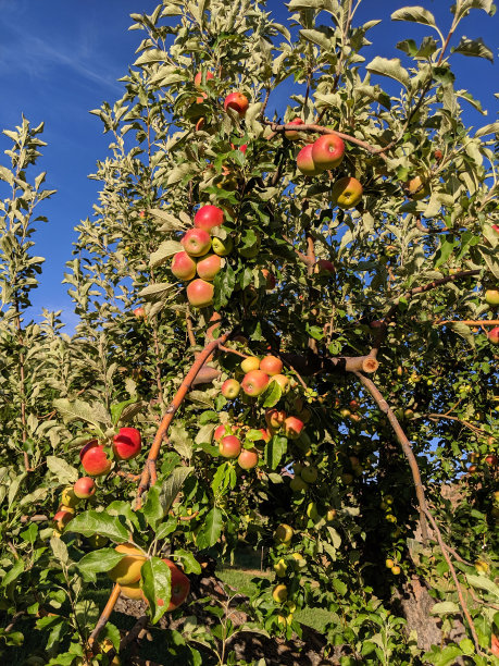 犹他州洛克维尔农场果园里的苹果在夏末变色图片下载