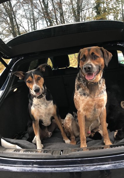 后备箱里有两只杂种狗图片下载