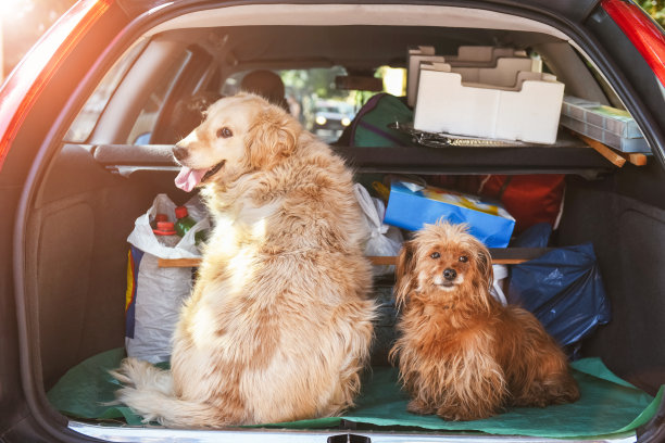 狗坐在车里图片下载