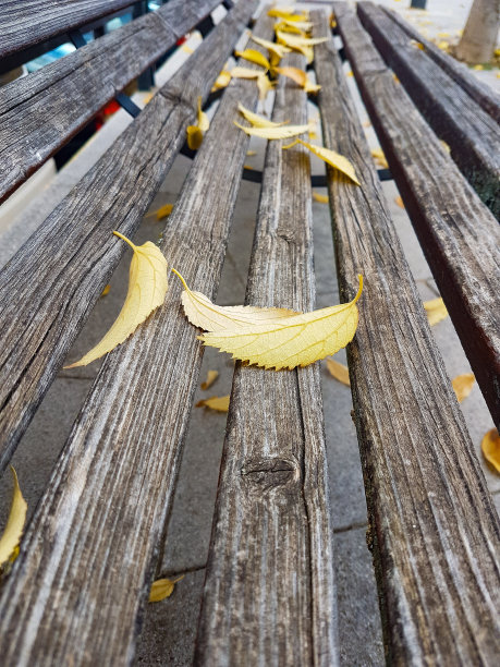 树叶落在长凳上图片下载