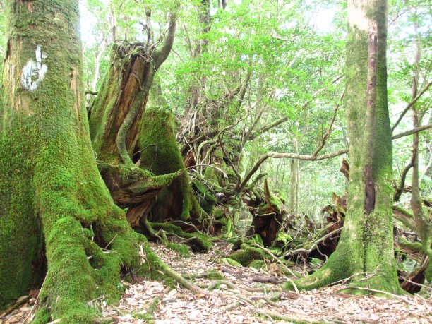 屋久森林图片下载