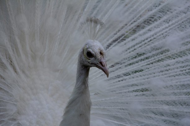 华丽的羽毛……图片下载