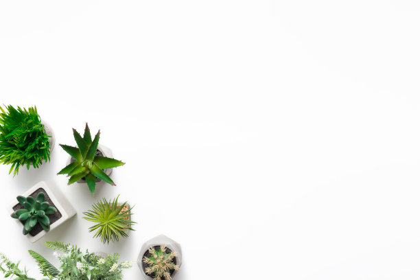 多肉和仙人掌植物在盆白色的背景图片下载