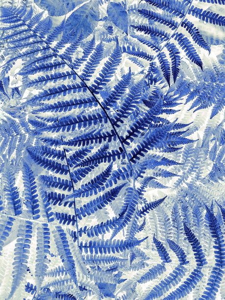 蕨类植物背景-照片-设计元素-蓝色图片下载