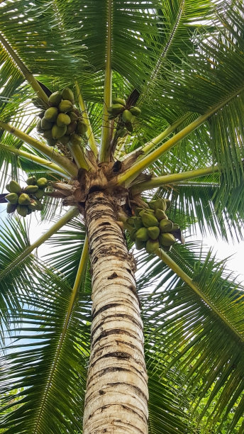 热带椰子树的低角度视图。图片下载