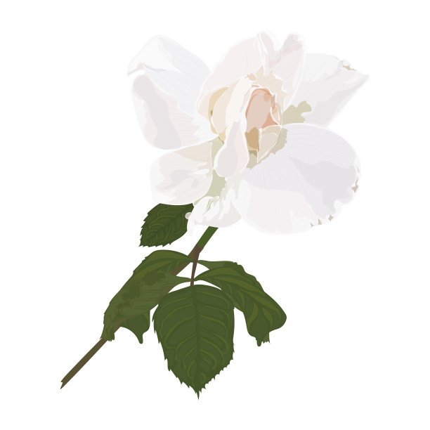 美丽的玫瑰花孤立在白色的背景。水彩。图片下载