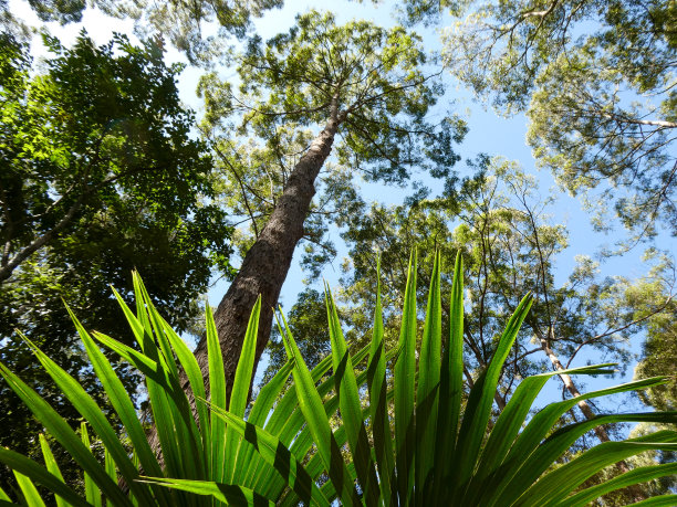 繁茂的绿色植物在Maroochydore丛林森林保护区，阳光海岸，昆士兰图片下载