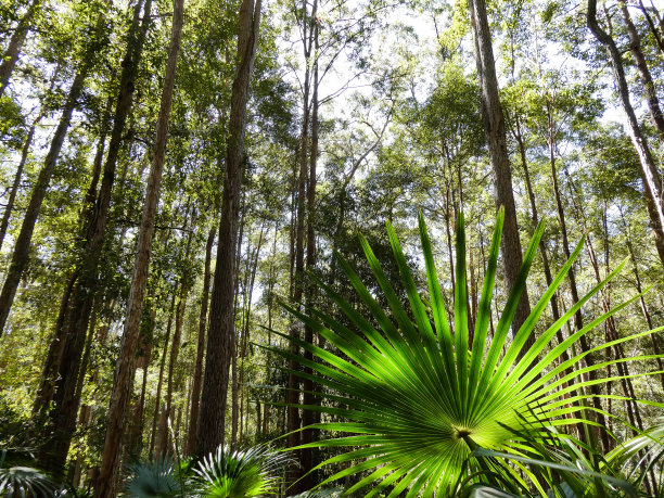 在Maroochydore植物园林地森林保护区，阳光海岸，昆士兰图片下载
