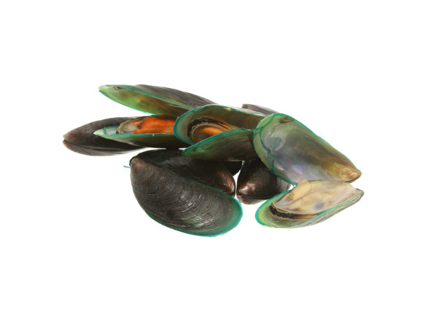 贻贝孤立在白色背景上，有剪切部分图片下载