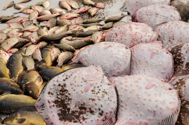 市场上的新鲜生鱼。比目鱼、镜鲤、鲫鱼都陈列在柜台上出售图片下载