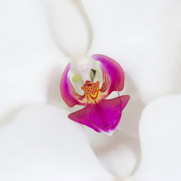 白色的兰花图片下载