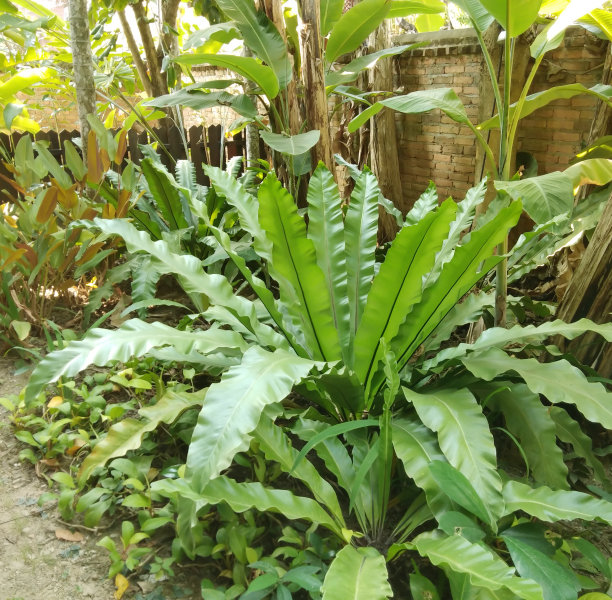 总督在花园里种蕨类植物。图片下载