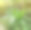 总督在花园里种蕨类植物。图片下载