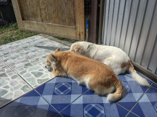 一对可爱的吉娃娃在阳光下的地板上打盹图片下载