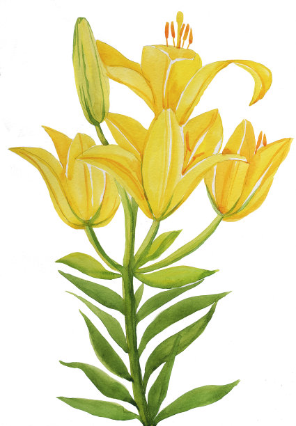 百合卡图片下载