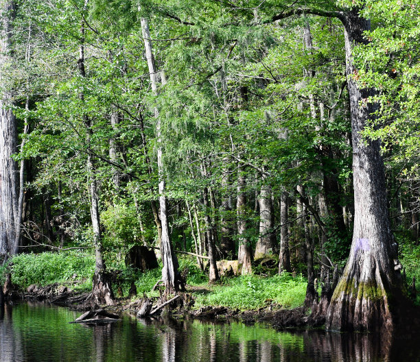 从桥上看图片下载