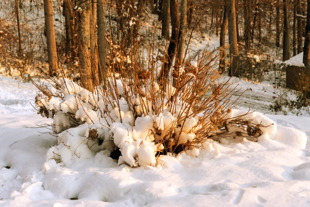 雪的场景图片下载