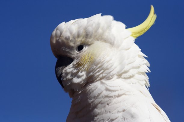 硫葵花凤头鹦鹉图片下载
