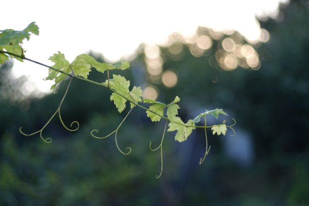 拉丁葡萄的叶子在花园里图片下载