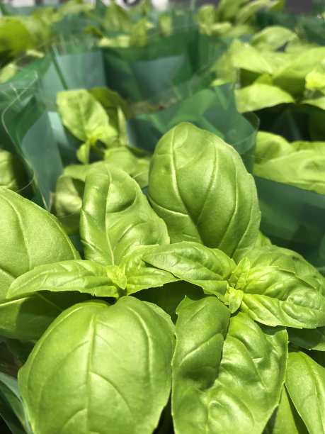 摆放在花盆里的新鲜罗勒(罗勒)草本植物在超市出售，用来做意大利菜，自制香蒜沙司意大利面，一种传统的意大利面食。图片下载