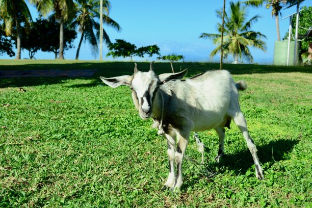 在热带村庄吃草的家养山羊或简单的山羊(山羊属山羊)图片下载