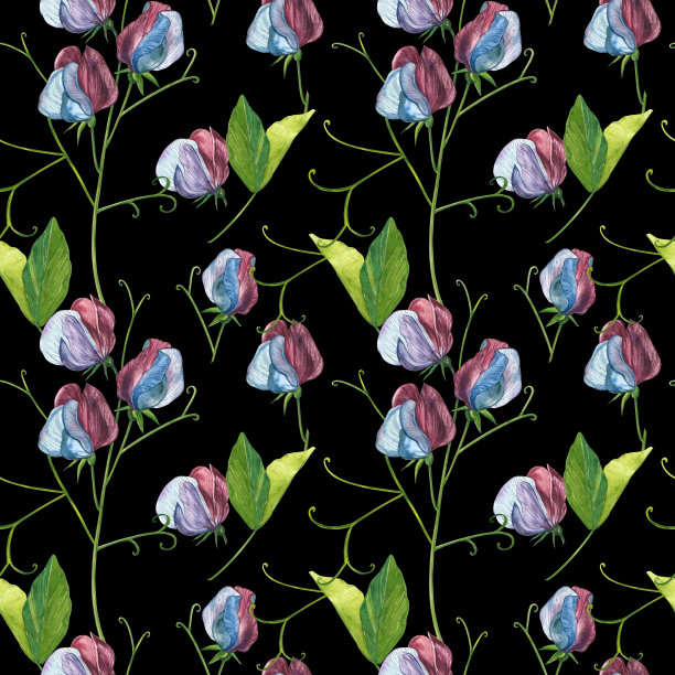 无缝模式。水彩甜豌豆花和叶子，手绘花卉插图孤立在一个白色的背景。收集园林及野菜、花草、枝干。植物的艺术。图片下载