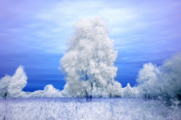 野外的红外树图片下载