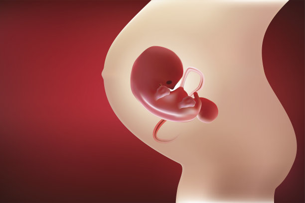 胎儿及母亲子宫内的婴儿胎儿及红色色调所示图片下载