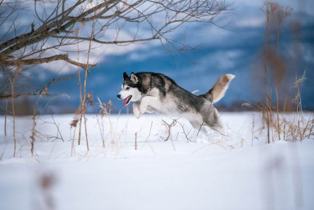 哈士奇在雪地上跳跃图片下载