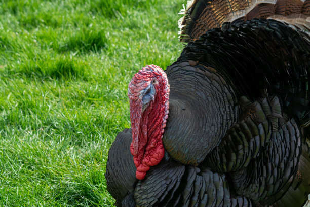 田野里的火鸡图片下载