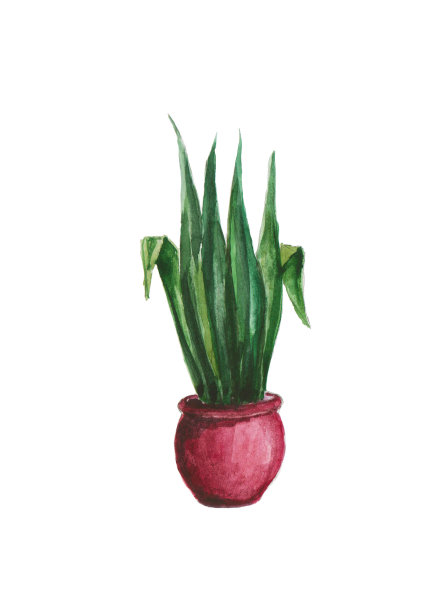 室内盆栽花。水彩画。图片下载