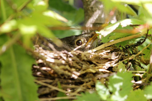 图片中是野生鸟窝和黑鹂幼鸟孵化后的幼鸟在睡觉，等待父母喂养，盲鸫幼鸟在英国林地乡村树篱上筑巢喙，翅膀上的羽毛芽，英国图片下载