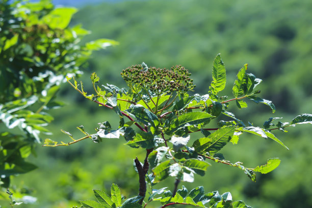 山上有野花图片下载