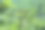 山上有野花图片下载