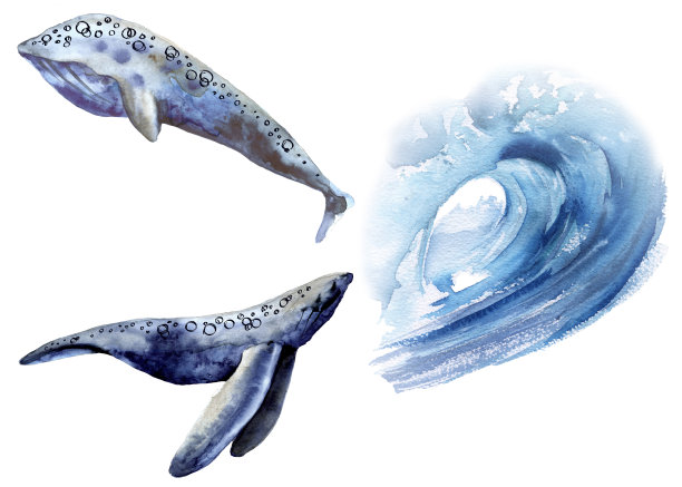 与海鲸鱼。孤立在白色背景上。图片下载