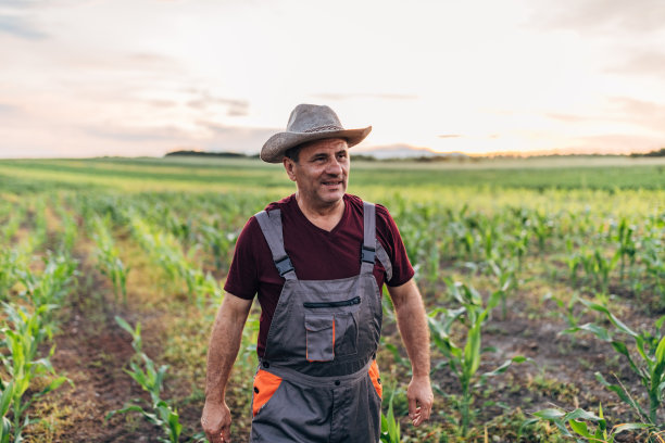 一位老农在玉米地里散步图片下载