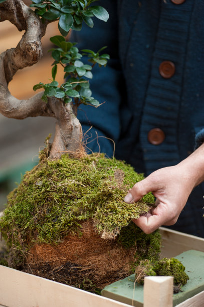 日本的kokkedama园艺技术图片下载